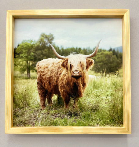 Highland Cow in Grass - Farmhouse Canvas Art Framed