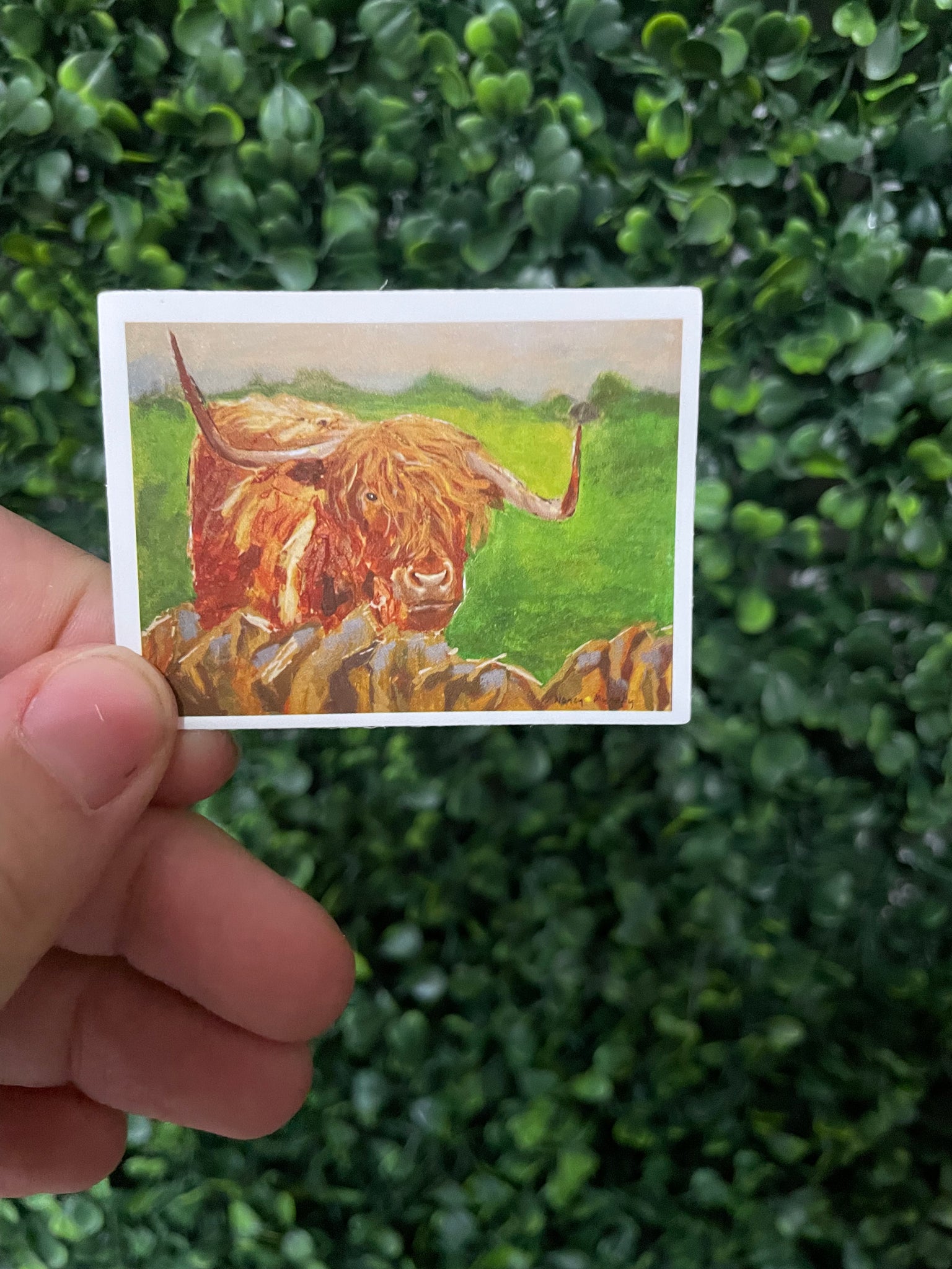 Highland Cow Landscape Sticker