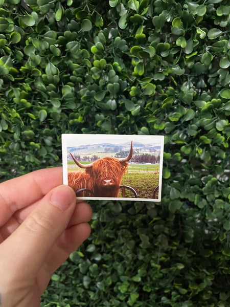 Highland Cow Landscape Sticker